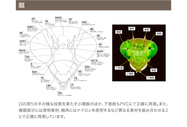 Figurka akcji Bandai Gashapon Mantis Gacha ruchome stawy owad Anime Model - Wianko - 15