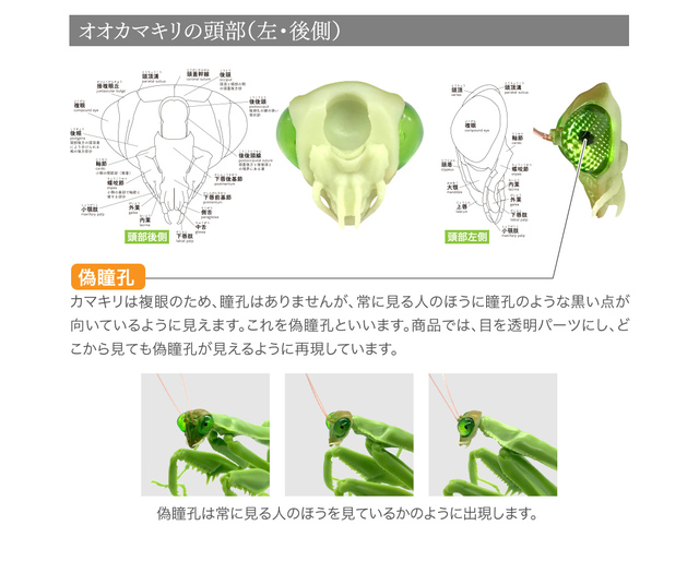Figurka akcji Bandai Gashapon Mantis Gacha ruchome stawy owad Anime Model - Wianko - 16