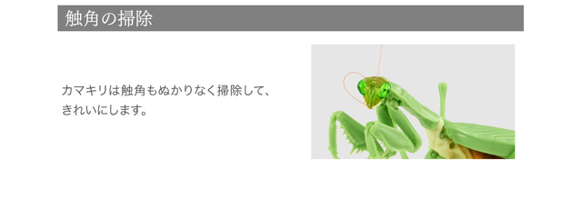 Figurka akcji Bandai Gashapon Mantis Gacha ruchome stawy owad Anime Model - Wianko - 18