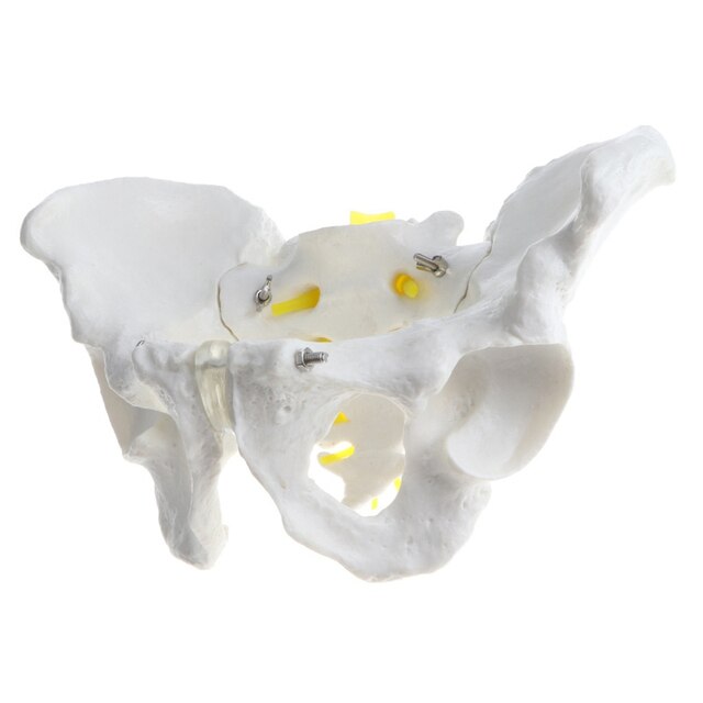 Model szkieletu miednicy ludzkiej 1:1, nauka medyczna - żeński/męski - Wianko - 3