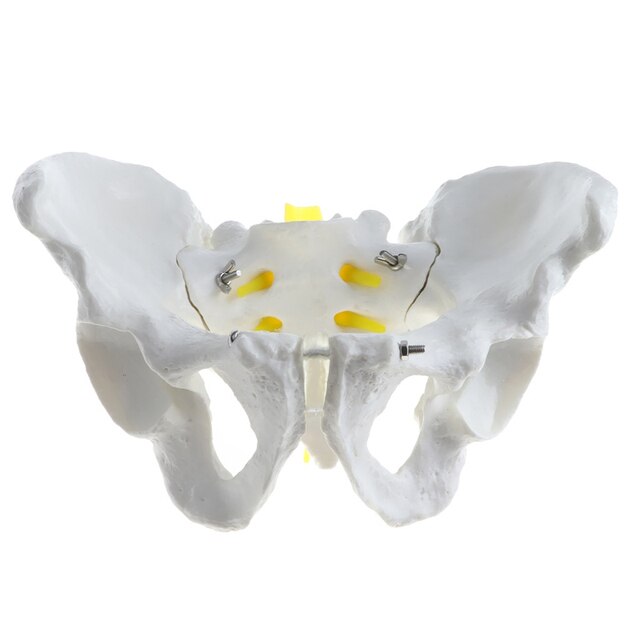 Model szkieletu miednicy ludzkiej 1:1, nauka medyczna - żeński/męski - Wianko - 1