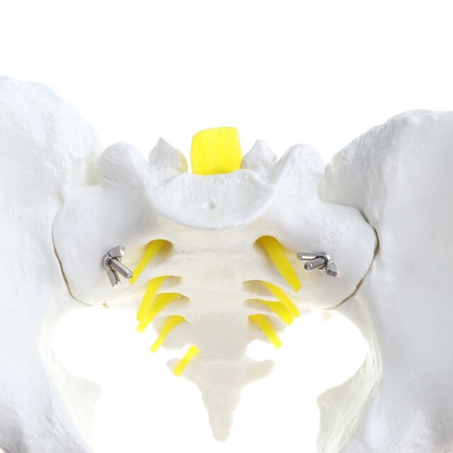 Model szkieletu miednicy ludzkiej 1:1, nauka medyczna - żeński/męski - Wianko - 5
