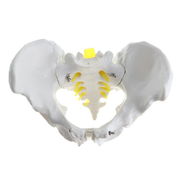 Model szkieletu miednicy ludzkiej 1:1, nauka medyczna - żeński/męski - Wianko - 2