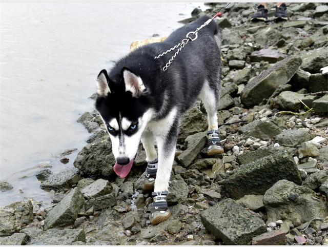 Zestaw 4 sztuk oddychających butów na duże psy - antypoślizgowe, wodoodporne i trwałe, idealne na piesze wycieczki - Wianko - 14