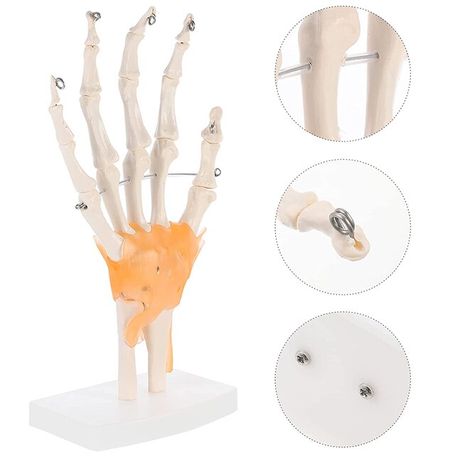 Model anatomiczny ludzkiej ręki do nauki medycznej - Wianko - 4