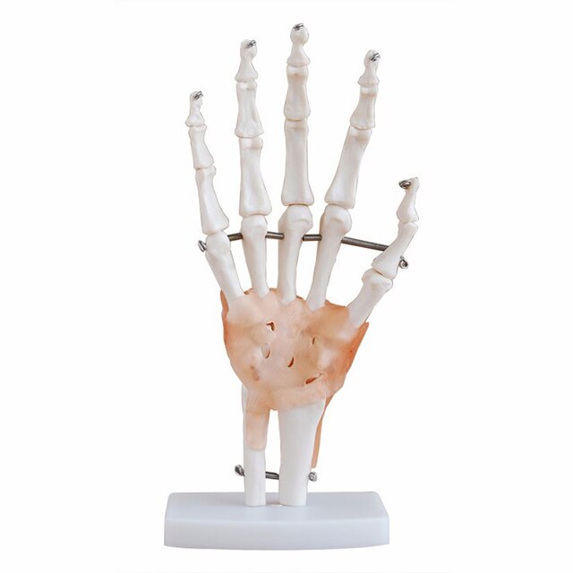 Model anatomiczny ludzkiej ręki do nauki medycznej - Wianko - 2