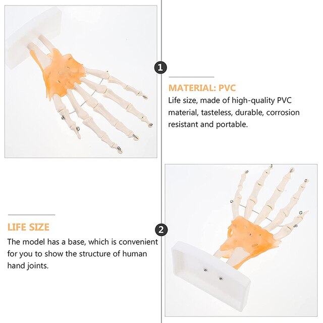 Model anatomiczny ludzkiej ręki do nauki medycznej - Wianko - 6