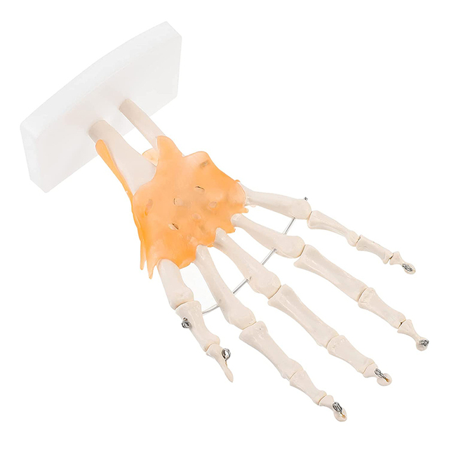Model anatomiczny ludzkiej ręki do nauki medycznej - Wianko - 3