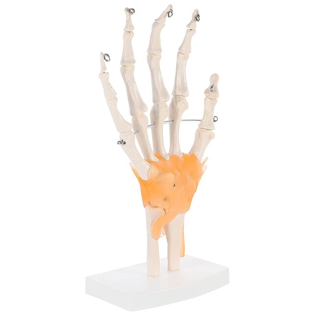 Model anatomiczny ludzkiej ręki do nauki medycznej - Wianko - 1