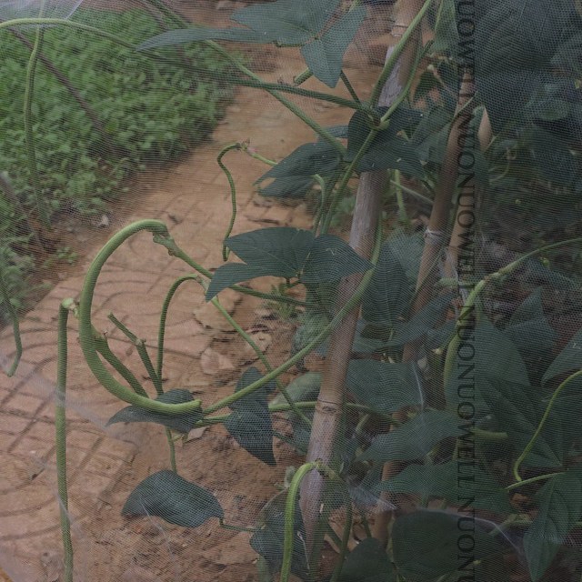 Ogród Warzywa Rośliny Owocowe Pokrywa Sieć Kontrola Szkodników Netto Moskitiera - 100Mesh, 1m szerokości, 3.28ft długości, plastikowa - Wianko - 18