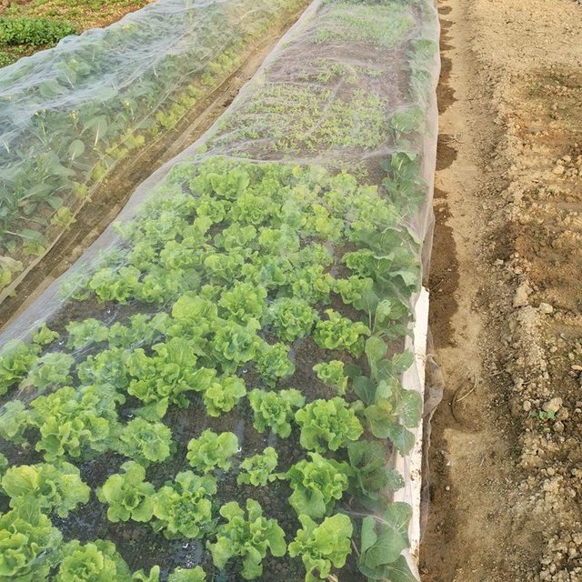 Ogród Warzywa Rośliny Owocowe Pokrywa Sieć Kontrola Szkodników Netto Moskitiera - 100Mesh, 1m szerokości, 3.28ft długości, plastikowa - Wianko - 7