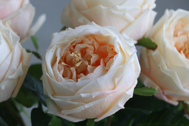 Austen Rose Home Decoration - 5 łodyg różowych kwiatów lateksowych o realistycznym dotyku dla ślubu, wydarzenia i dekoracji (INDIGO) - Wianko - 5