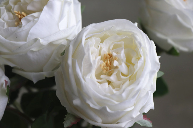 Austen Rose Home Decoration - 5 łodyg różowych kwiatów lateksowych o realistycznym dotyku dla ślubu, wydarzenia i dekoracji (INDIGO) - Wianko - 15